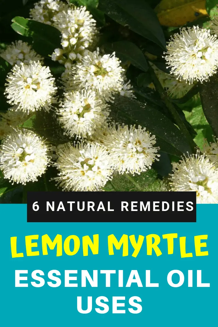 lemon myrtle essential oil uses