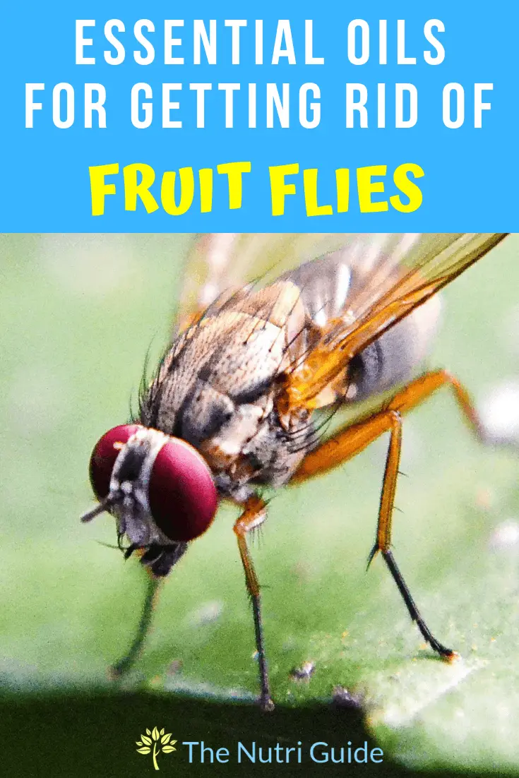 essential oils for fruit flies