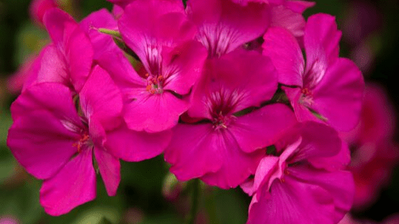 geranium oil for adrenal fatigue