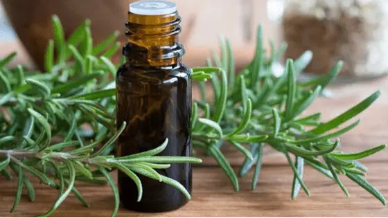 rosemary oil for adrenal fatigue