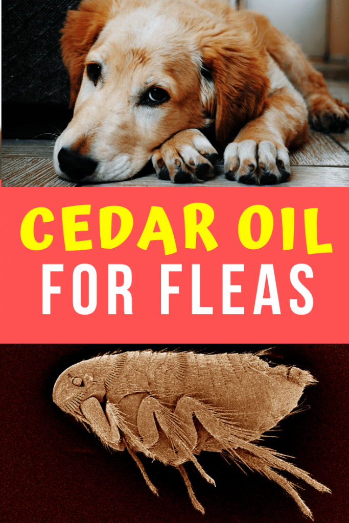 cedar oil for fleas