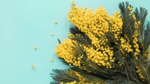 pine pollen for women
