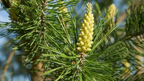 pine pollen for women uses