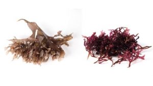 Sea Moss Benefits & Side Effects (A.K.A Irish Moss)
